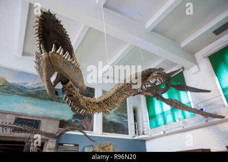 Buenos Aires, Argentina. 19th Dec, 2018. Replica of a 65-million-year-old skeleton of a plesiosaur marine reptile is displayed in the museum hall at the Bernardino Rivadavia Natural Science Museum in Buenos Aires, Argentina, on Dec. 19, 2018. The fossil is found in Cretaceous period rocks submerged in Lake Argentino at the foot of the Andes mountains. The fossil is nine meters long with each fin measuring 1.3 meters. Credit: Martin Zabala/Xinhua/Alamy Live News Stock Photo