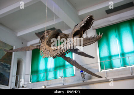 Buenos Aires, Argentina. 19th Dec, 2018. Replica of a 65-million-year-old skeleton of a plesiosaur marine reptile is displayed in the museum hall at the Bernardino Rivadavia Natural Science Museum in Buenos Aires, Argentina, on Dec. 19, 2018. The fossil is found in Cretaceous period rocks submerged in Lake Argentino at the foot of the Andes mountains.The fossil is nine meters long with each fin measuring 1.3 meters. Credit: Martin Zabala/Xinhua/Alamy Live News Stock Photo