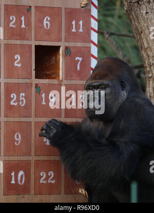 London, UK. 20th Dec, 2018. A gorilla enjoys the treats in a giant advent calendar during an 'Animal Adventures this Christmas' photocall at Zoological Society of London (ZSL) London Zoo, in London, Britain, on Dec. 20, 2018. Zookeepers of the ZSL London Zoo prepared some seasonal surprises for the Zoo's residents to enjoy on Thursday. Credit: Isabel Infantes/Xinhua/Alamy Live News Stock Photo