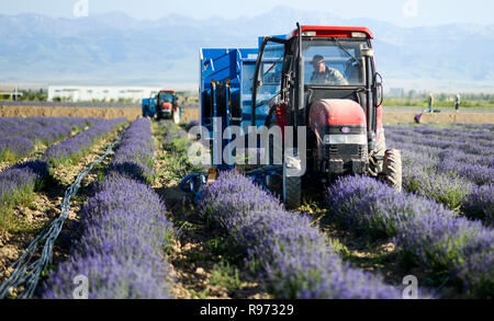 (181221) -- BEIJING, Dec. 21, 2018 (Xinhua) -- A harvester works in the lavender field in the Ili River valley in Qapqal Xibe Autonomous County, Kazak Autonomous Prefecture of Ili, northwest China's Xinjiang Uygur Autonomous Region, June 27, 2018. China has seen an outstanding shift in way of farming with the mechanization rate in the agriculture sector exceeding 66 percent in 2017, an official with the Ministry of Agriculture and Rural Affairs said Wednesday. China currently has more than 2,500 agricultural machinery enterprises, and the country's agricultural production is now mainly complet Stock Photo