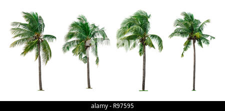 Set of coconut tree isolated on white background used for advertising decorative architecture. Summer and paradise beach concept. Tropical coconut tre Stock Photo