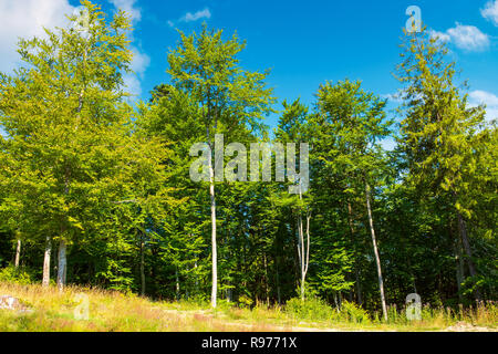 margin of the beech forest. lovely nature scenery in summertime Stock ...