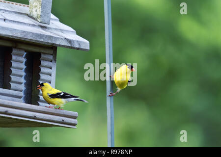 Two male American Goldfinch perched on a feeder.  Extreme shallow depth of field with room for copy space. Stock Photo