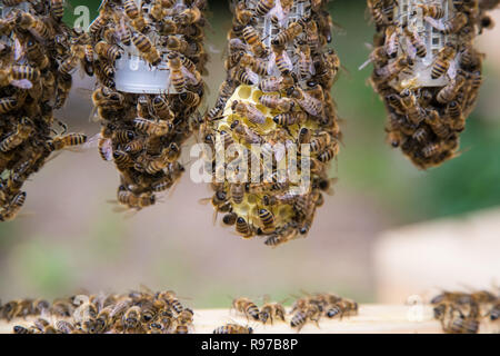Honey bee queen breeding in a beehive. Group of honey bees gathered at the little cage where bee queens are breeding. Stock Photo