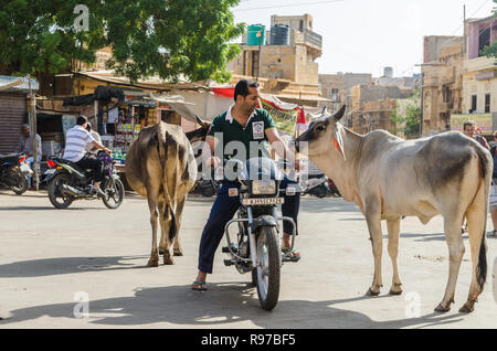 Man on a motorbike passing by two cows, Jaisalmer, Rajasthan, India Stock Photo