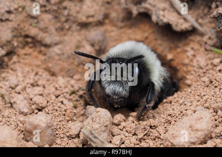 Ashy mining bee (Andrena cineraria) looking out from its nest or burrow. Tipperary, Ireland Stock Photo