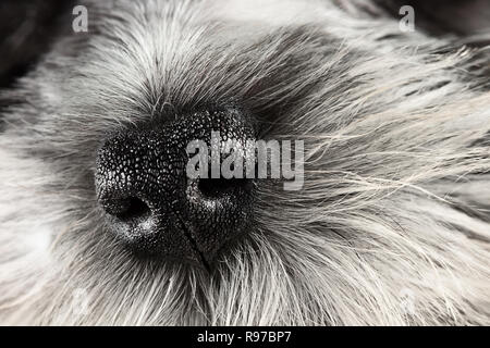 Parti Color Miniature Schnauzer dog nose close-up. Extreme shallow depth of field with selective focus on puppies nose. Stock Photo