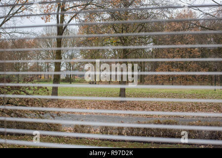 View through window blinds, green park in the winter Stock Photo