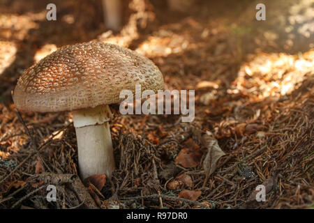 Blusher (Amanita rubescens) in dry moss, sun shining a little, in forest shade.