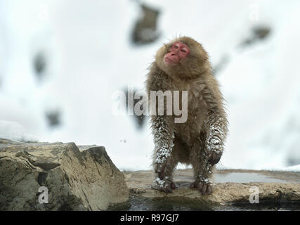 Japanese macaque shakes water from the wool on the shore of hot natural springs. Japanese Macaca (scientific name: Macaca fuscata), also known as the  Stock Photo