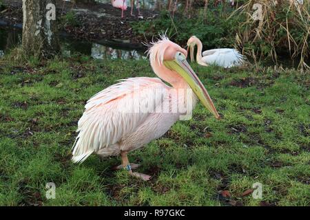 Animal adventures at ZSL London Zoo 20 December 2018 Stock Photo