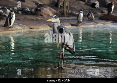 Animal adventures at ZSL London Zoo 20 December 2018 Stock Photo