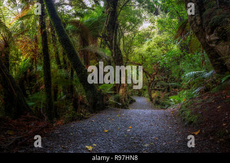 Catlins Forest Park, South Island, New Zealand Stock Photo