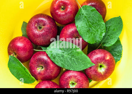 Close-up of group of harvested ripe red apples with few green leaves covered by water drops in bright yellow plastic washbowl. View from above. Health Stock Photo