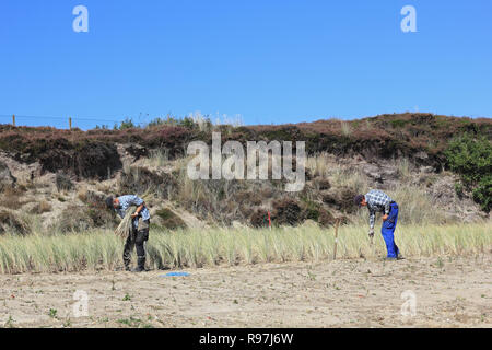 Planting of beach grass to the dune protection Stock Photo