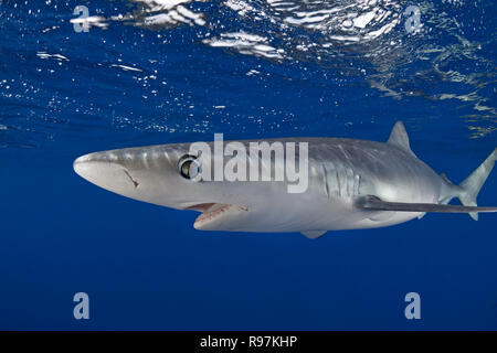Scuba diver and Blue shark (Prionace glauca) swimming in blue water, Faial, Azores, Portugal Stock Photo
