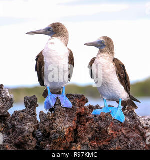 Blue-footed Boobies, Isabela Is., Galapagos Stock Photo