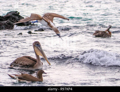 Blue-footed Boobies diving for fish, Isabela Is., Galapagos Stock Photo