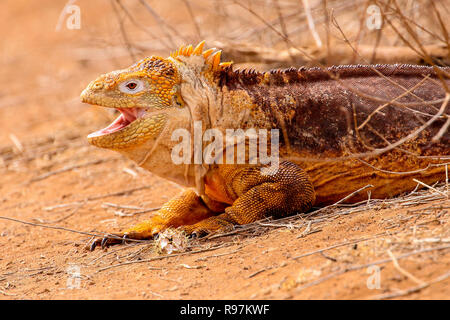 Galapagos Land Iguana (Conslophus subcristatus) on Dragon Hill, Santa Cruz, Galapagos. Stock Photo