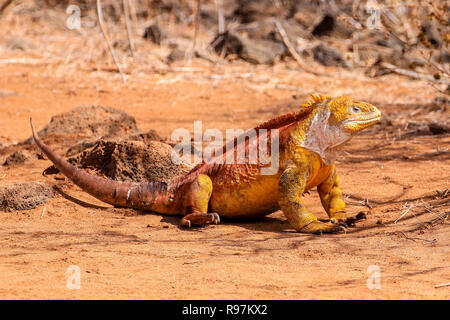 Galapagos Land Iguana (Conslophus subcristatus) on Dragon Hill, Santa Cruz, Galapagos. Stock Photo