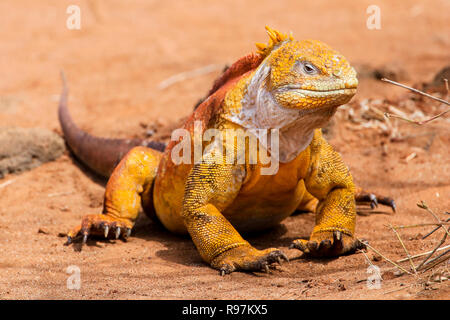 Galapagos Land Iguana (Conslophus subcristatus) on Dragon Hill, Santa Cruz, Galapagos. Stock Photo