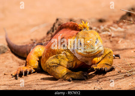 Galapagos Land Iguana (Conslophus subcristatus) on Dragon Hill, Santa Cruz, Galapagos. Stock Photo