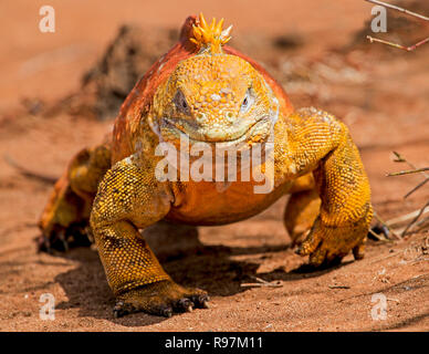 A Galapagos Land Iguana (Conslophus subcristatus) on the march at Dragon Hill, Santa Cruz, Galapagos. Stock Photo