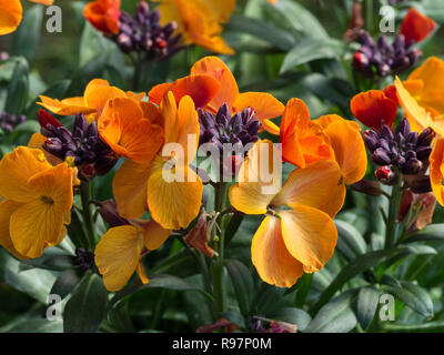 A close up of a flowerhead of Erysimum Rysi Copper. showing open flowers and buds Stock Photo