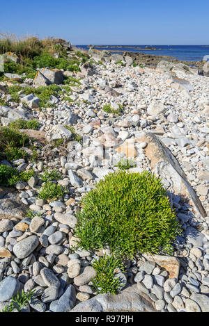 Rock samphire / sea fennel (Crithmum maritimum) growing on pebbled beach / shingle beach in summer Stock Photo