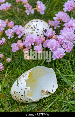 Predated egg shells of razorbill (Alca torda) broken and eaten by herring gull or great skua in spring, Scotland, UK Stock Photo