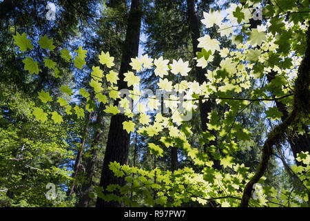 Sunshine beams through tree leaves. Sun rays in the forest at Ohanapecosh Mount Rainier National Park, Washington Stock Photo