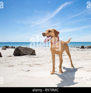 A healthy and happy Labrador retriever dog standing on a white sandy beach looking fit and strong whilst on Summer vacation with copy space Stock Photo