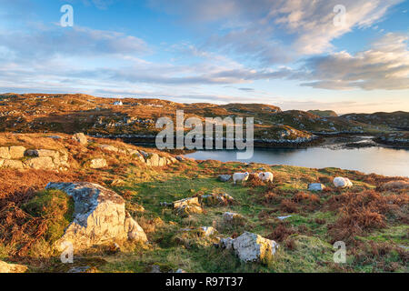 Sheep grazing on the Isle of Scalpay in the Outer Hebrides of Scotland Stock Photo