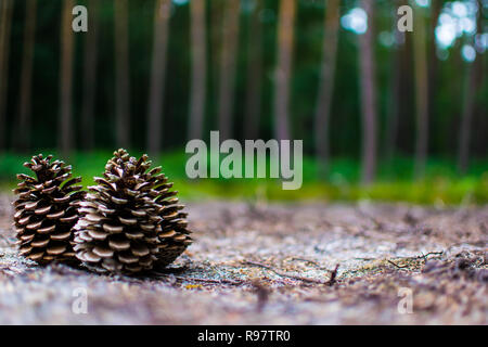 background image of to coins in the foreground and many trees in the background Stock Photo