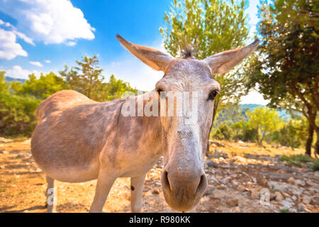 Dalmatian island donkey in nature, animal in the wild, Croatia Stock Photo