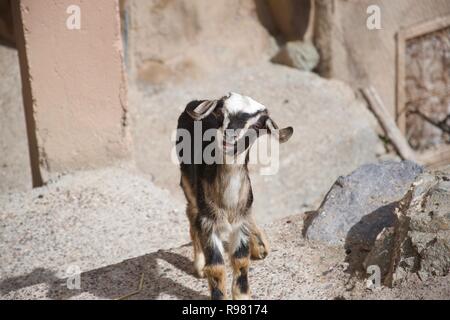 A small goat opens its mouth slightly, about to bleat Stock Photo