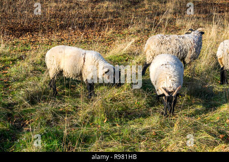 Norfolk Horned Sheep grazing in a pasture Stock Photo