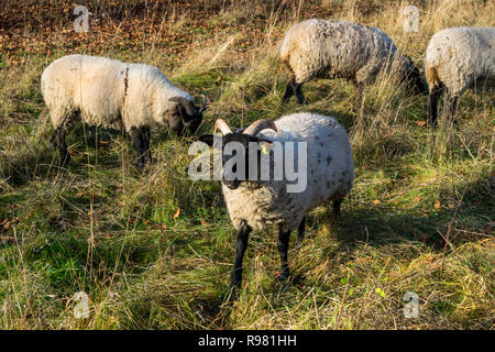 Norfolk Horned Sheep grazing in a pasture Stock Photo