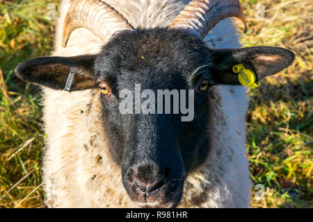 Norfolk Horned Sheep grazing in a pasture Stock Photo