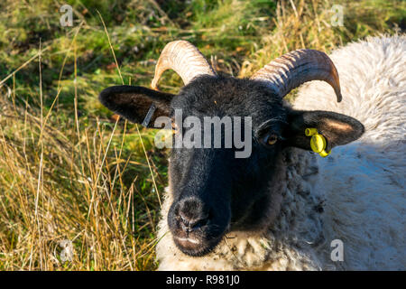 Norfolk Horned Sheep grazing in a pasture Stock Photo