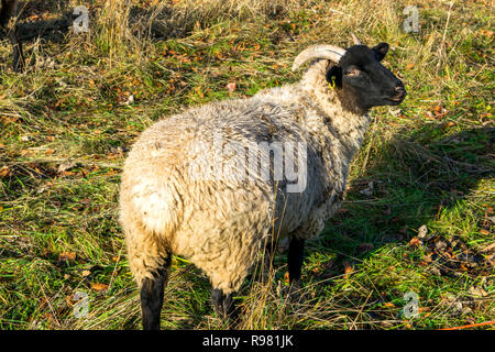 Norfolk Horned Sheep grazing in a pasture Stock Photo