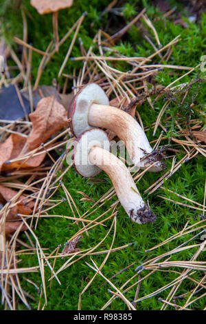Edible wild mushroom with chestnut color cap in an autumn pine forest. Bay bolete  known as imleria badia or boletus badius mushroom in coniferous for Stock Photo