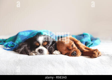 Two dogs sleepeing together under the warm blanket Stock Photo