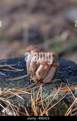 Harvest of edible mushrooms honey agarics known as Armillaria mellea on a wood stump in an autumn coniferous forest Stock Photo