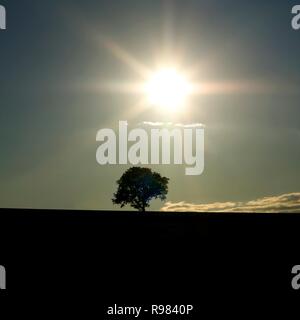 Isolated tree in a field, Puy de Dome department, Auvergne Rhone Alpes, France Stock Photo