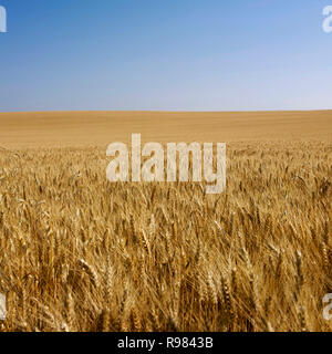 Field of wheat and blue sky, Auvergne, France Stock Photo