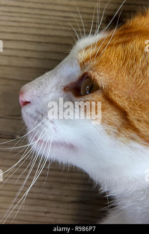 Portrait of red white cat on the wooden floor. Portrait of ginger cat. Cat is small domesticated carnivorous mammal with soft fur. Stock Photo