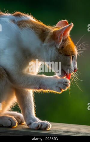 Ginger white cat outside on log licking paws. Cute red white cat on nature green blurred background. White ginger cat washing. Stock Photo
