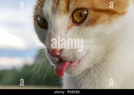 White red cat licked by the tongue. Pink tongue cute cat. Red white cat on nature background. White ginger cat washing. Stock Photo