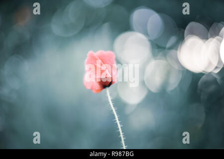 Red poppy with beautiful bokeh in the garden Stock Photo